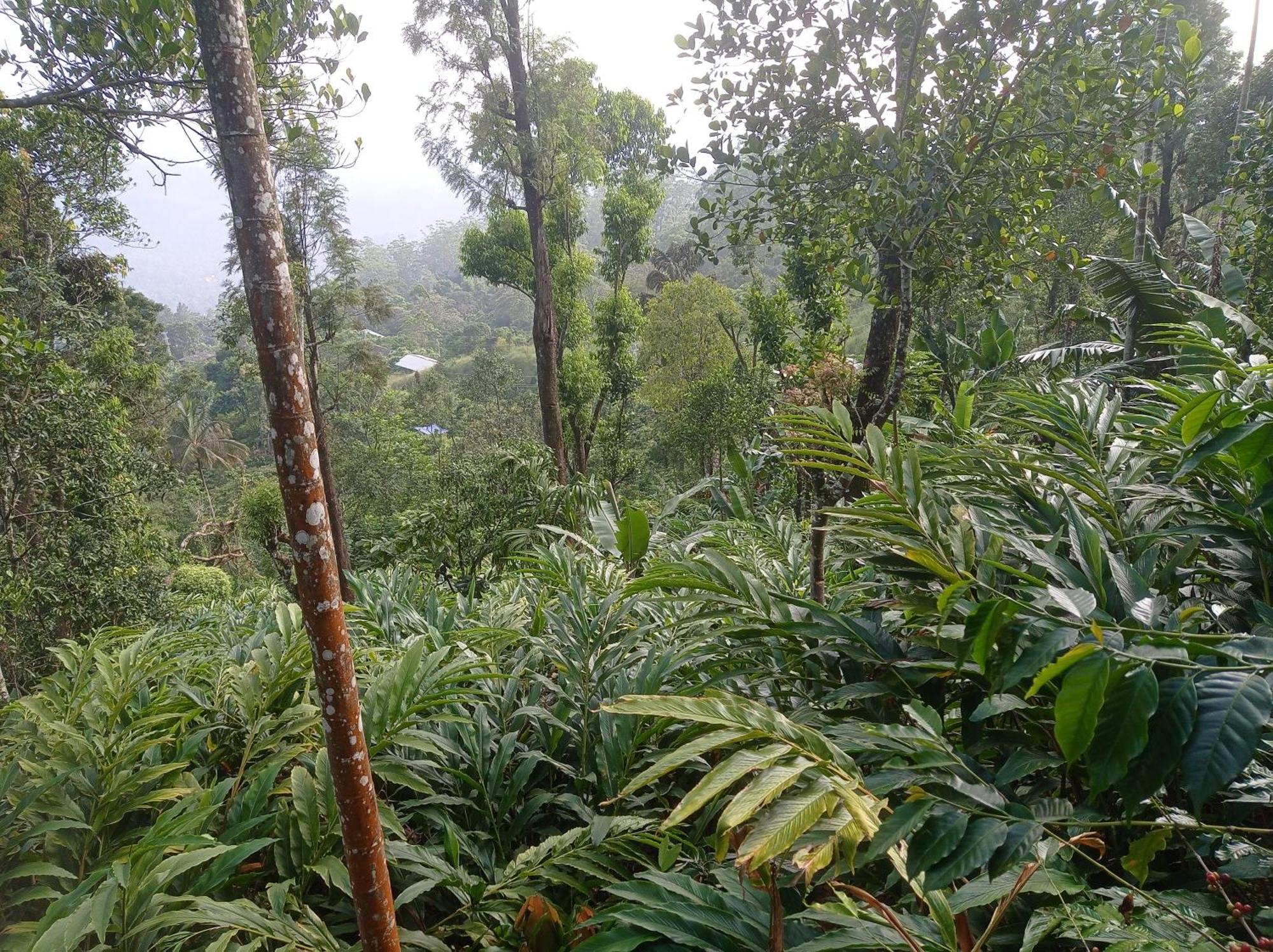Munnar Home Stay Teadrops Plantation Villa Exterior photo